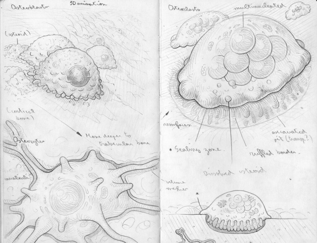 Bone cell sketches