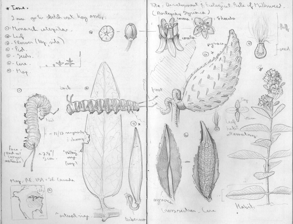 Tuberosa research